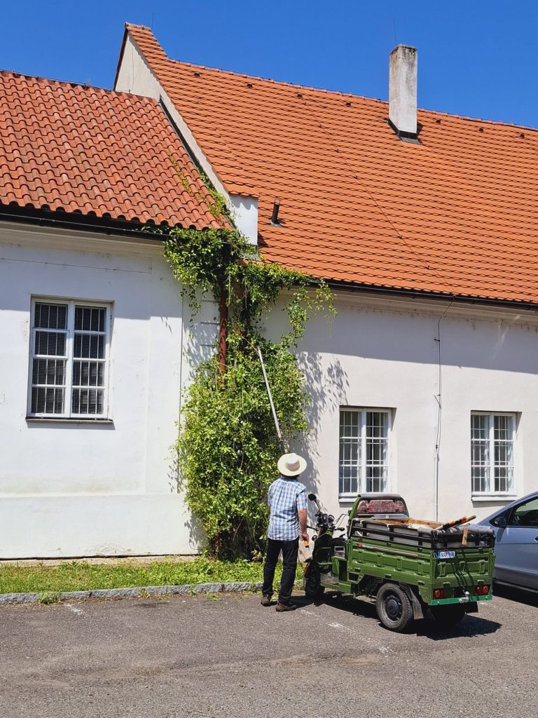 Uprava ziveho porostu na fasade 3