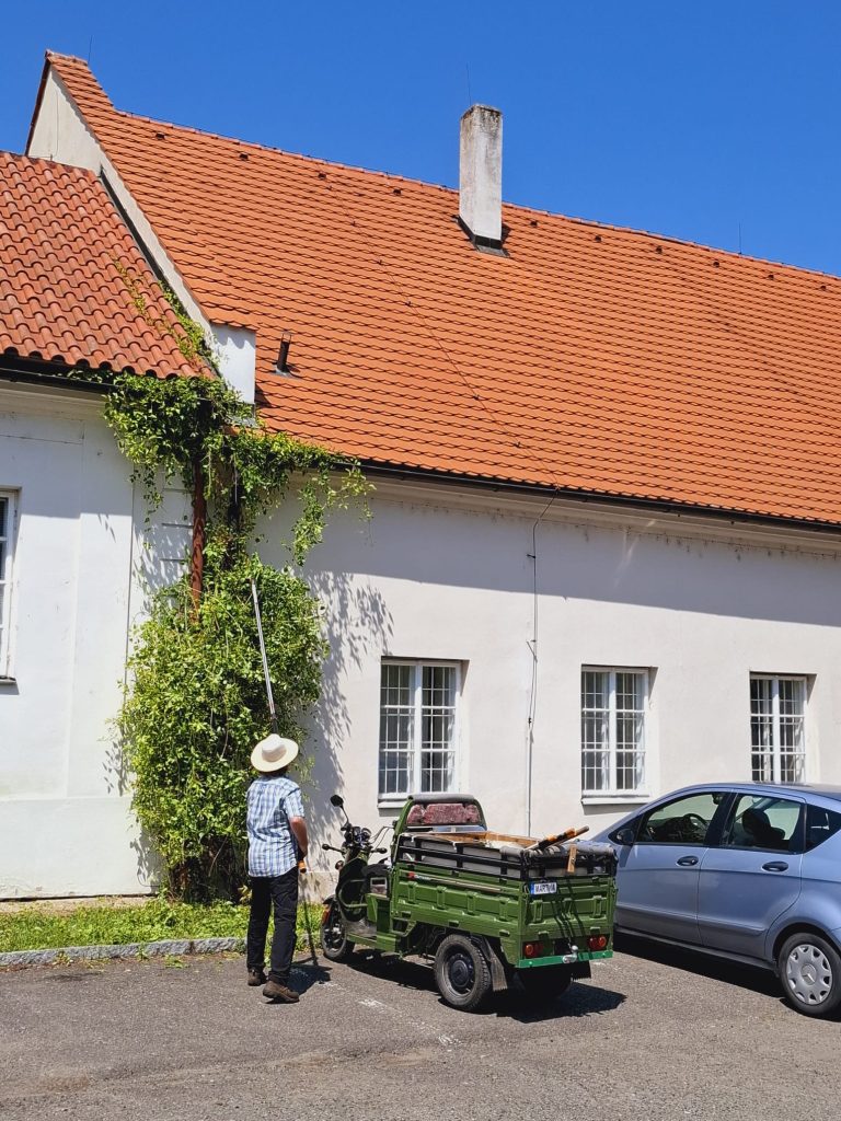 Uprava ziveho porostu na fasade 4