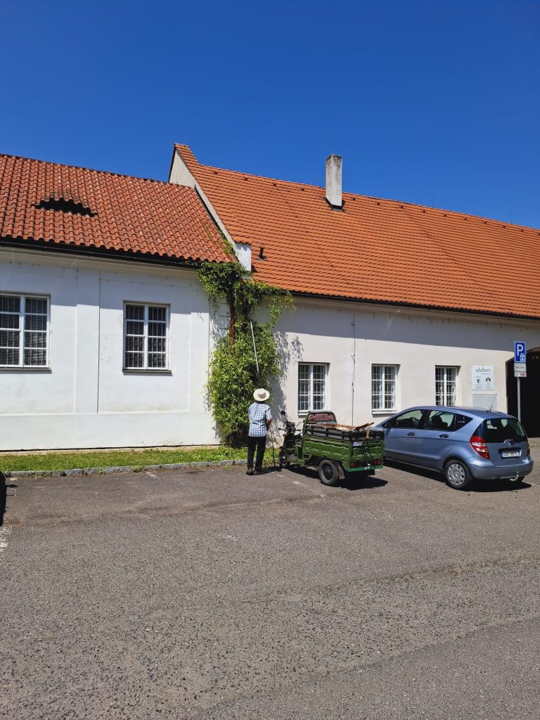 Uprava ziveho porostu na fasade 5