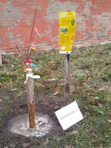 Svatoambrožské sázení v břevnovském klášteře