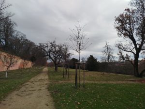 Svatoambrožské sázení v břevnovském klášteře